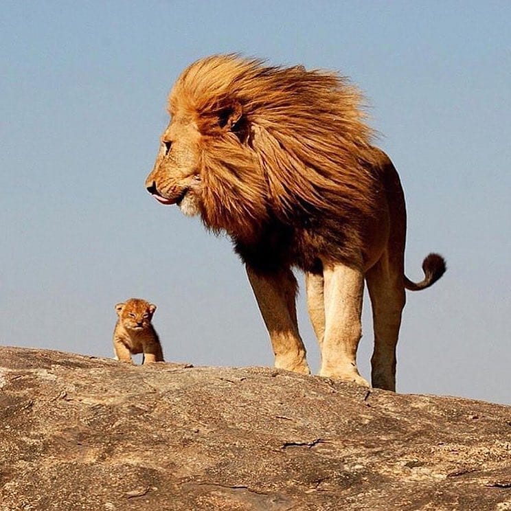 Cha con sư tử