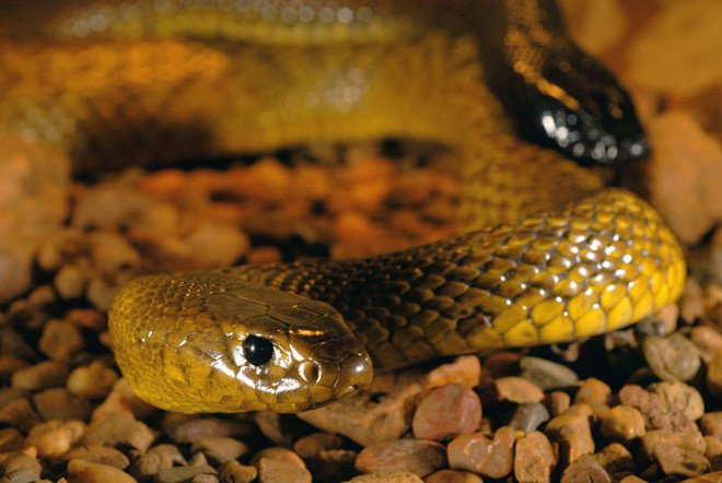 Rắn Taipan nội địa là loài rắn sở hữu nọc độc độc nhất so với bất kỳ loài rắn sinh sống trên cạn nào trên Trái Đất.