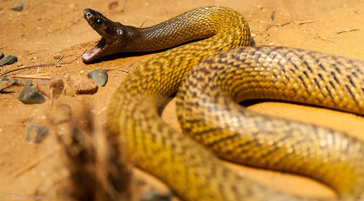 Taipan nội địa là loài rắn có nọc độc khủng khiếp nhất thế giới loài rắn.
