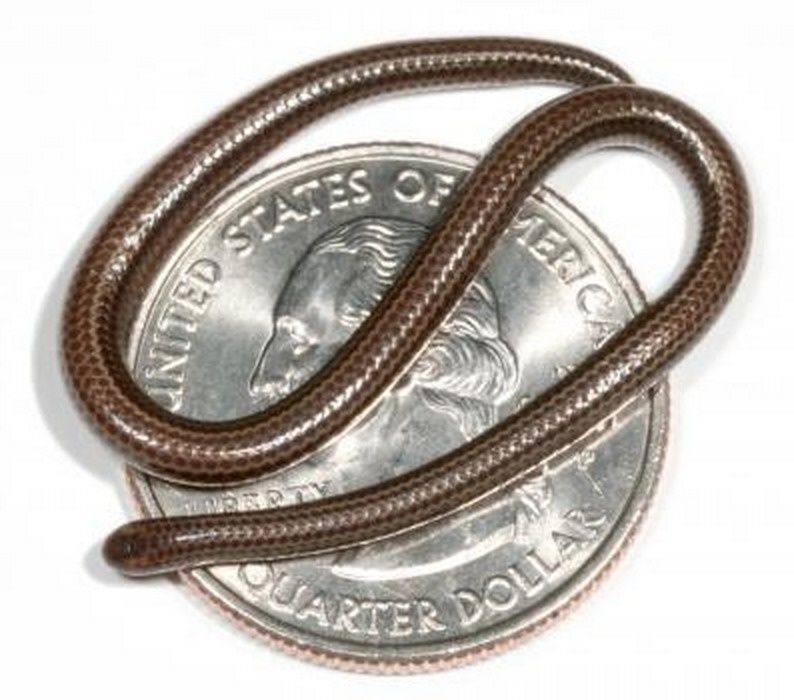 Loài rắn nhỏ nhất thế giới