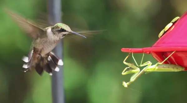 http://thegioidongvat.jcapt.com/img1/store/mantis-hummingbird.jpg