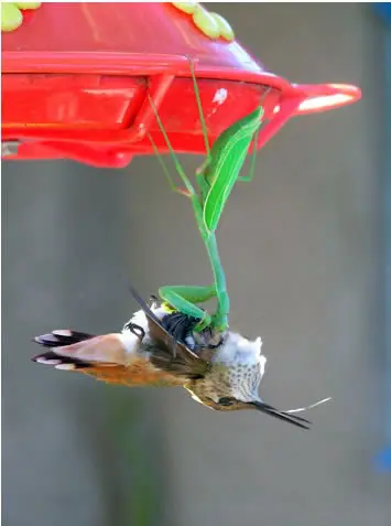 /Uploaded/thuhien/2016_09_08/praying-mantis-catches-hummingbird-picture-2_UTXQ.jpg