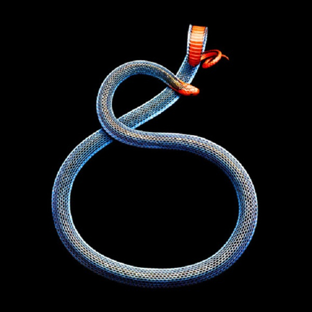 Rắn san hô xanh ‘hoa hậu rắn’ đẹp nhất thế giới