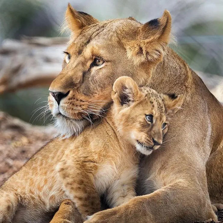 Sư tử mẹ và con